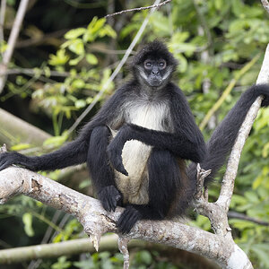 R7_F6346 Spider Monkey.jpg