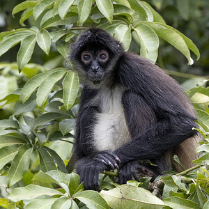 R7_F6275 Spider Monkey.jpg