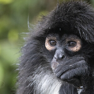 R7_F6193 Spider Monkey.jpg