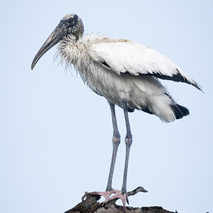 R7_F4792 Wood Stork.jpg