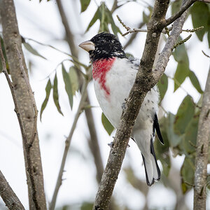 R7_F8904 Rose-breasted Grosbeak.jpg