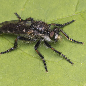 R7_H0235 Robber Fly, Golden-faced Bandit, Cyrtopogon falto.jpg