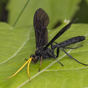 R7_H0261 Wasp - Gnamptopelta obsidianator.jpg