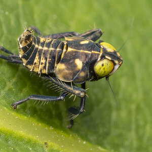 R7_H0358 Coppery Leafhopper, Jikradia olitoria.jpg