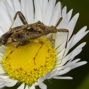 R7_H0306 Clouded Plant Bug.jpg