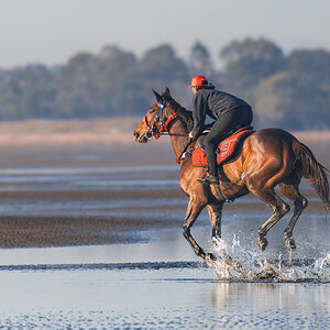 Horse on Brighton Beach.jpg