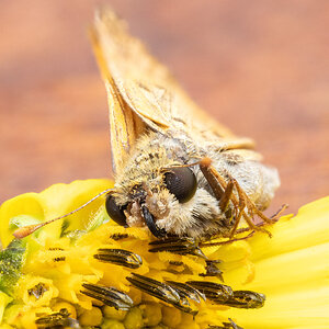 Fiery skipper.jpg