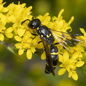 R7_H6186 Willow Mason Wasp (a kind of potter wasp).jpg