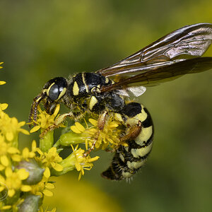 Media 'R7_H6196 Five-banded Thynnid Wasp.jpg' in category 'Macro & Close-Up'