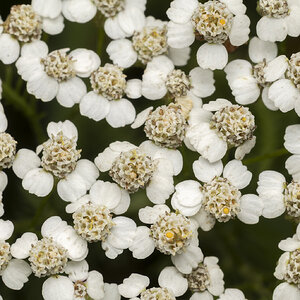 R7_H6084 Common Yarrow.jpg