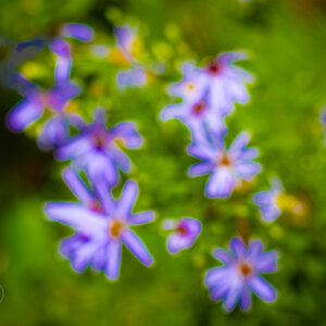 R7_H6172 Flowers.jpg