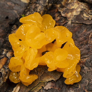 R7_H6127 Orange Jelly Fungus.jpg
