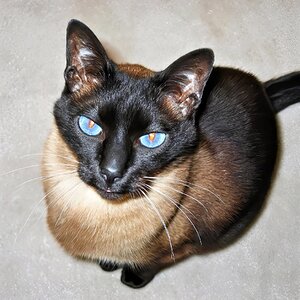 TaoCat.jpg