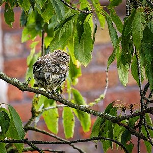 Juvenile Little Owl