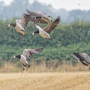 Barnacle Geese