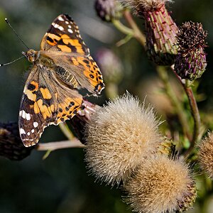 Painted Lady