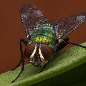 fly4.jpg