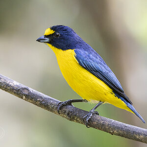 R7_F7229 Yellow-throated Euphonia.jpg