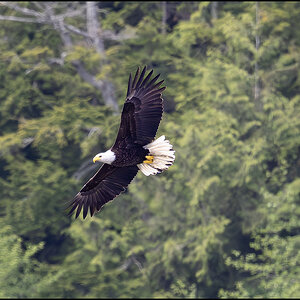 54493 Bald Eagle.jpg
