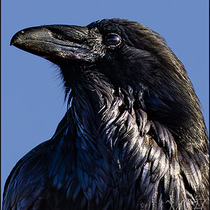 MHR55892 Portrait of a Crow.jpg