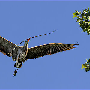 53235 Nesting Great White Heron II.jpg