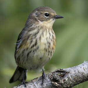 R7_H6344 Yellow-rumped Warbler.jpg