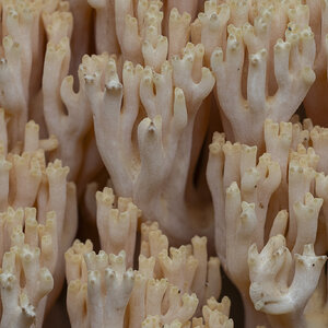 R7_H6835 Coral fungus.jpg