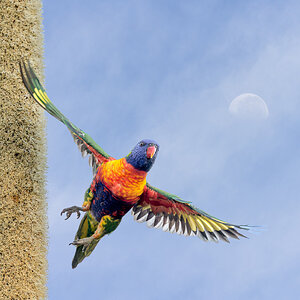 Xanthorrhoea — Rainbow Lorikeet.jpg