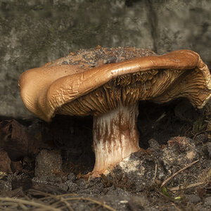 R7_H7329 Mushroom through mirror-Stacked (2).jpg