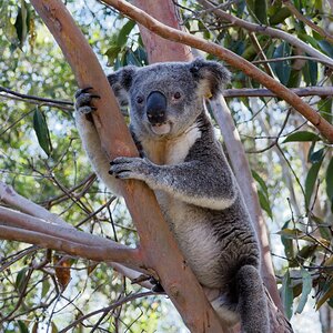 Koala 4.jpg
