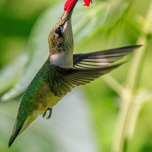 1L6A0253 ruby-throated hummingbird.jpg