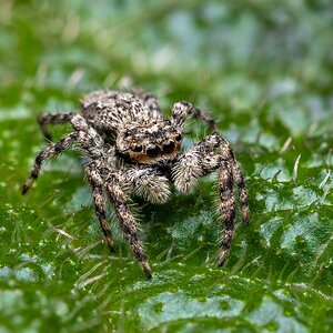 spider.jpg