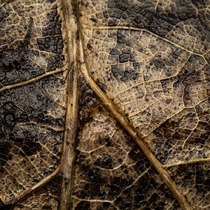 R7_H8937 Leaf.jpg
