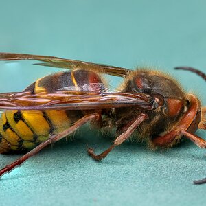 Murder hornet AB.jpg