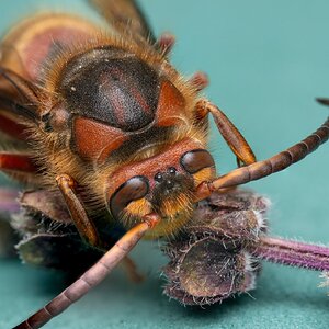 murder hornet.jpg