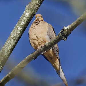 Dove in Sunshine.jpg