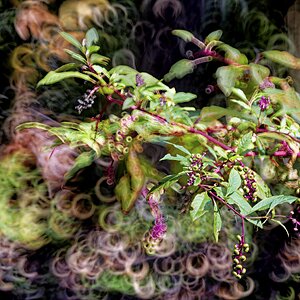 Pokeweed BBokeh.jpg