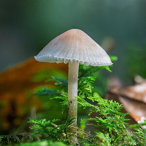 Forest Mushroom.jpg