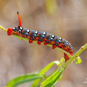 Spurge Hawk-moth Caterpillar 3.jpg