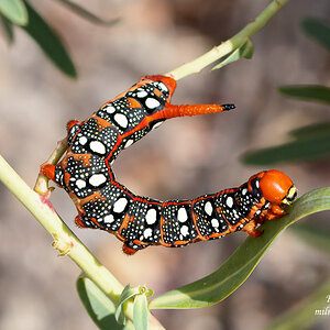 Spurge Hawk-moth Caterpillar 2.jpg