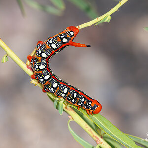 Spurge Hawk-moth Caterpillar.jpg