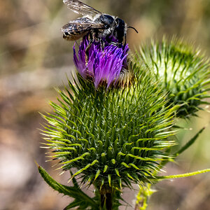 Bee on Thistle at Tony's Grove, Logan Canyon, UT_4850