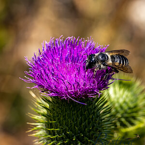 Bee on Thistle at Tony's Grove, Logan Canyon, UT_4609-2