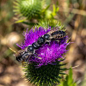 Bee on Thistle at Tony's Grove, Logan Canyon, UT_4565