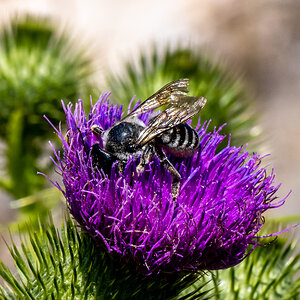 Bee on Thistle at Tony's Grove, Logan Canyon, UT_4571.jpg