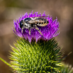 Bee on Thistle at Tony's Grove, Logan Canyon, UT_4600-2.jpg