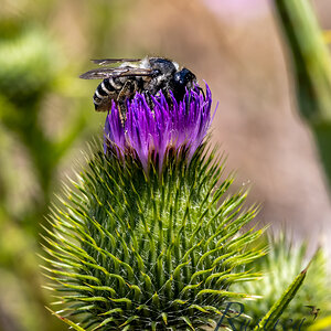 Bee on Thistle at Tony's Grove, Logan Canyon, UT_4642.jpg