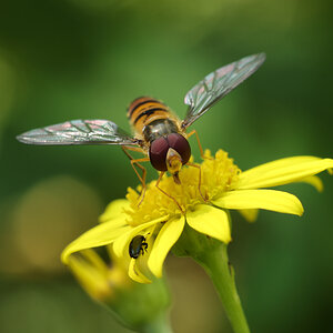 A little hoverfly