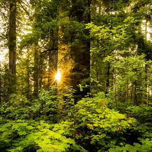 Coastal Redwood Grove