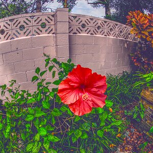 Hibiscus in 3D.jpg